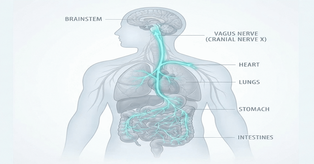 Anatomical illustration of the vagus nerve highway connecting the brain and digestive system.